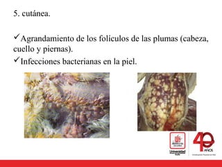 5. cutánea.
Agrandamiento de los folículos de las plumas (cabeza,
cuello y piernas).
Infecciones bacterianas en la piel.
 