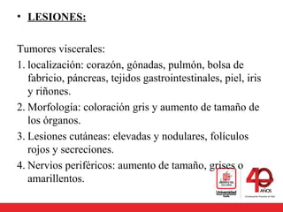 • LESIONES:
Tumores viscerales:
1. localización: corazón, gónadas, pulmón, bolsa de
fabricio, páncreas, tejidos gastrointestinales, piel, iris
y riñones.
2. Morfología: coloración gris y aumento de tamaño de
los órganos.
3. Lesiones cutáneas: elevadas y nodulares, folículos
rojos y secreciones.
4. Nervios periféricos: aumento de tamaño, grises o
amarillentos.
 
