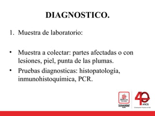DIAGNOSTICO.
1. Muestra de laboratorio:
• Muestra a colectar: partes afectadas o con
lesiones, piel, punta de las plumas.
• Pruebas diagnosticas: histopatología,
inmunohistoquímica, PCR.
 