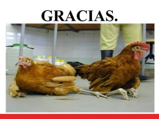 GRACIAS.
 
