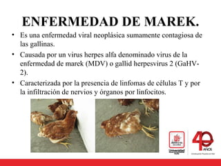 ENFERMEDAD DE MAREK.
• Es una enfermedad viral neoplásica sumamente contagiosa de
las gallinas.
• Causada por un virus herpes alfa denominado virus de la
enfermedad de marek (MDV) o gallid herpesvirus 2 (GaHV-
2).
• Caracterizada por la presencia de linfomas de células T y por
la infiltración de nervios y órganos por linfocitos.
 