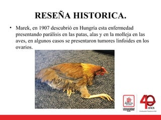 RESEÑA HISTORICA.
• Marek, en 1907 descubrió en Hungría esta enfermedad
presentando parálisis en las patas, alas y en la molleja en las
aves, en algunos casos se presentaron tumores linfoides en los
ovarios.
 