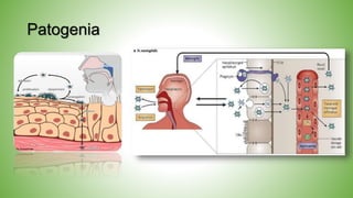 Patogenia
 