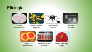 Etiología
Familia:
Neisseriaceae
Diplococo Gram
negativo
Metabolismo
Aerobio
Oxidasa y
Catalasa +
Móvil y
Encapsulado
Fermenta glucosa
y maltosa
Medio ideal: Agar
sangre
 