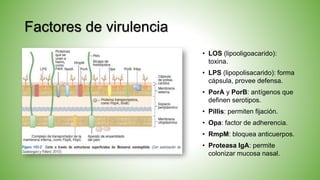 Factores de virulencia
• LOS (lipooligoacarido):
toxina.
• LPS (lipopolisacarido): forma
cápsula, provee defensa.
• PorA y PorB: antígenos que
definen serotipos.
• Pillis: permiten fijación.
• Opa: factor de adherencia.
• RmpM: bloquea anticuerpos.
• Proteasa IgA: permite
colonizar mucosa nasal.
 