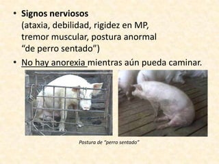 • Signos nerviosos
(ataxia, debilidad, rigidez en MP,
tremor muscular, postura anormal
“de perro sentado”)
• No hay anorexia mientras aún pueda caminar.

Postura de “perro sentado”

 