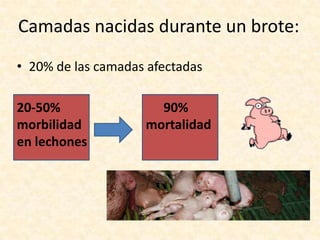 Camadas nacidas durante un brote:
• 20% de las camadas afectadas
20-50%
morbilidad
en lechones

90%
mortalidad

 