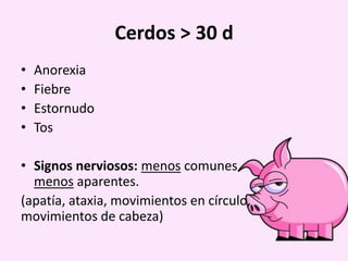 Cerdos > 30 d
•
•
•
•

Anorexia
Fiebre
Estornudo
Tos

• Signos nerviosos: menos comunes
menos aparentes.
(apatía, ataxia, movimientos en círculo,
movimientos de cabeza)

 
