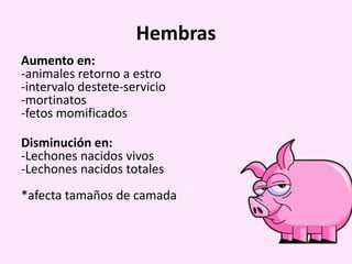 Hembras
Aumento en:
-animales retorno a estro
-intervalo destete-servicio
-mortinatos
-fetos momificados
Disminución en:
-Lechones nacidos vivos
-Lechones nacidos totales
*afecta tamaños de camada

 