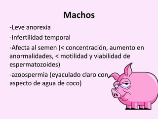 Machos
-Leve anorexia
-Infertilidad temporal
-Afecta al semen (< concentración, aumento en
anormalidades, < motilidad y viabilidad de
espermatozoides)
-azoospermia (eyaculado claro con
aspecto de agua de coco)

 