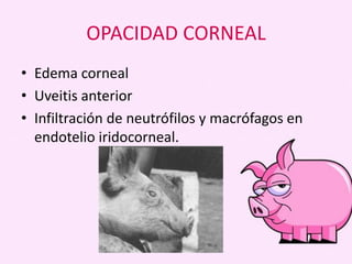 OPACIDAD CORNEAL
• Edema corneal
• Uveitis anterior
• Infiltración de neutrófilos y macrófagos en
endotelio iridocorneal.

 