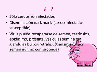 ¿ ?
• Sólo cerdos son afectados
• Diseminación nariz-nariz (cerdo infectadosusceptible)
• Virus puede recuperarse de semen, testículos,
epididimo, próstata, vesículas seminales,
glándulas bulbouretrales. (transmisión por
semen aún no comprobada)

 