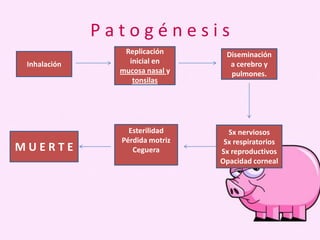 Patogénesis
Inhalación

MUERTE

Replicación
inicial en
mucosa nasal y
tonsilas

Diseminación
a cerebro y
pulmones.

Esterilidad
Pérdida motriz
Ceguera

Sx nerviosos
Sx respiratorios
Sx reproductivos
Opacidad corneal

 