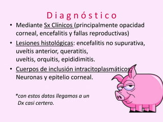 Diagnóstico
• Mediante Sx Clínicos (principalmente opacidad
corneal, encefalitis y fallas reproductivas)
• Lesiones histológicas: encefalitis no supurativa,
uveítis anterior, queratitis,
uveítis, orquitis, epididimitis.
• Cuerpos de inclusión intracitoplasmáticos:
Neuronas y epitelio corneal.
*con estos datos llegamos a un
Dx casi certero.

 