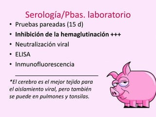 Serología/Pbas. laboratorio
•
•
•
•
•

Pruebas pareadas (15 d)
Inhibición de la hemaglutinación +++
Neutralización viral
ELISA
Inmunofluorescencia
________________________

*El cerebro es el mejor tejido para
el aislamiento viral, pero también
se puede en pulmones y tonsilas.

 
