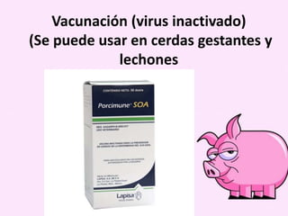 Vacunación (virus inactivado)
(Se puede usar en cerdas gestantes y
lechones

 