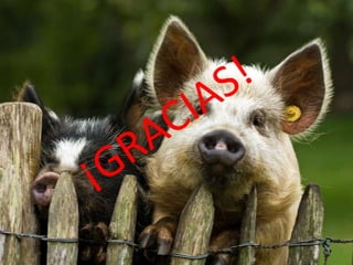 Enfermedad ojo azul sandra