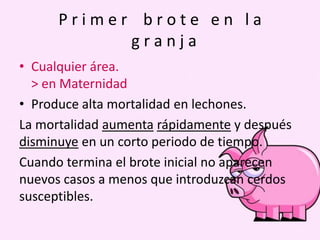 Primer brote en la
granja
• Cualquier área.
> en Maternidad
• Produce alta mortalidad en lechones.
La mortalidad aumenta rápidamente y después
disminuye en un corto periodo de tiempo.
Cuando termina el brote inicial no aparecen
nuevos casos a menos que introduzcan cerdos
susceptibles.

 