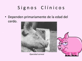 Signos Clínicos
• Dependen primariamente de la edad del
cerdo.

Opacidad corneal

 