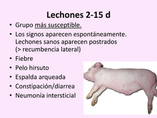 Lechones 2-15 d
• Grupo más susceptible.
• Los signos aparecen espontáneamente.
Lechones sanos aparecen postrados
(> recumbencia lateral)
• Fiebre
• Pelo hirsuto
• Espalda arqueada
• Constipación/diarrea
• Neumonía intersticial

 