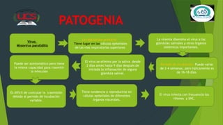Enfermedad Parotiditis.pptx Deficit de Complemento | PPTX