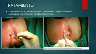 TRATAMIENTO
 El tratamiento es el drenaje quirúrgico bajo anestesia, dejando la herida
abierta para su cicatrización por segunda intención.
 