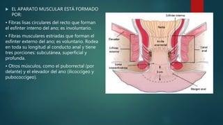  EL APARATO MUSCULAR ESTÁ FORMADO
POR:
• Fibras lisas circulares del recto que forman
el esfínter interno del ano; es involuntario.
• Fibras musculares estriadas que forman el
esfínter externo del ano; es voluntario. Rodea
en toda su longitud al conducto anal y tiene
tres porciones: subcutánea, superficial y
profunda.
• Otros músculos, como el puborrectal (por
delante) y el elevador del ano (ilicoccígeo y
pubococcígeo).
 