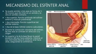 MECANISMO DEL ESFÍNTER ANAL
 Se puede asimilar a tres asas en forma de V,
de manera que dos tiran en un sentido y la
otra en sentido contrario.
 • Asa superior. Porción profunda del esfínter
externo y músculo puborrectal.
 • Asa intermedia. Porción superficial del
esfínter externo.
 • Asa de la base. Esfínter externo subcutáneo.
 Durante la contracción voluntaria del esfínter,
las tres asas se contraen en dirección a su
origen.
 La superior y la de la base llevan la pared
posterior del ano hacia adelante, mientras el
asa intermedia lleva el conducto anal hacia
atrás, asegurando la continencia.
 