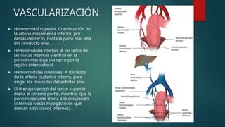 VASCULARIZACIÓN
 Hemorroidal superior. Continuación de
la arteria mesentérica inferior, por
detrás del recto, hasta la parte más alta
del conducto anal.
 Hemorroidales medias. A los lados de
las ilíacas internas y entran en la
porción más baja del recto por la
región anterolateral.
 Hemorroidales inferiores. A los lados
de la arteria pudenda interna, para
irrigar los músculos del esfínter anal.
 El drenaje venoso del tercio superior
drena al sistema portal, mientras que la
porción restante drena a la circulación
sistémica (vasos hipogástricos que
drenan a los ilíacos internos).
 