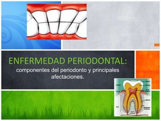 ENFERMEDAD PERIODONTAL:
componentes del periodonto y principales
afectaciones.

 