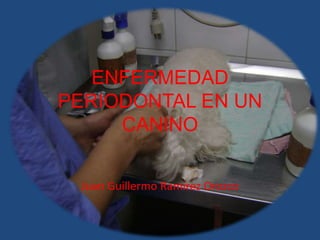 ENFERMEDAD
PERIODONTAL EN UN
CANINO
Juan Guillermo Ramírez Orozco
 