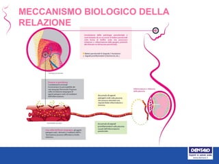 MECCANISMO BIOLOGICO DELLA
RELAZIONE
 