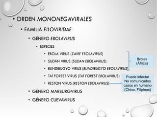 Brotes 
(África) 
Puede infectar 
No comunicados 
casos en humano 
(China, Filipinas) 
 