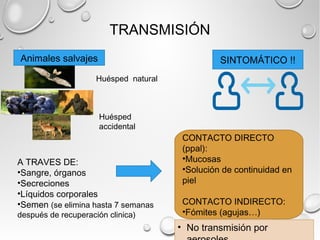 TRANSMISIÓN 
Animales salvajes SINTOMÁTICO !! 
CONTACTO DIRECTO 
(ppal): 
•Mucosas 
•Solución de continuidad en 
piel 
CONTACTO INDIRECTO: 
•Fómites (agujas…) 
Huésped natural 
Huésped 
accidental 
A TRAVES DE: 
•Sangre, órganos 
•Secreciones 
•Líquidos corporales 
•Semen (se elimina hasta 7 semanas 
después de recuperación clinica) 
• No transmisión por 
aerosoles 
 