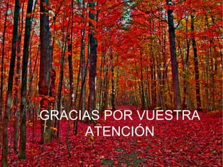 GRACIAS POR VUESTRA 
ATENCIÓN 
