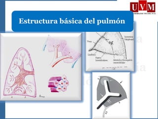Estructura básica del pulmón
 