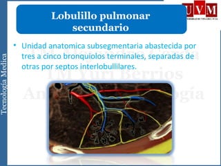 • Unidad anatomica subsegmentaria abastecida por
tres a cinco bronquiolos terminales, separadas de
otras por septos interlobullilares.
Lobulillo pulmonar
secundario
 