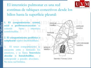 1. El compartimiento central,
axial o peribroncovascular: se
extiende hasta intersticio
centrilobulillar.
2. El compartimiento periférico o
subpleural: septos interlobulillares.
3. El tercer compartimiento se
encuentra entre y limitando los
anteriores, y se llama Intersticio
alveolar o Intralobulillar, y
corresponde a paredes alveolares.
No tiene red linfática.
El intersticio pulmonar es una red
continua de tabiques conectivos desde los
hilios hasta la superficie pleural:
 