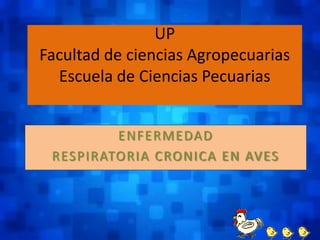 UP
Facultad de ciencias Agropecuarias
  Escuela de Ciencias Pecuarias


         ENFERMEDAD
 RESPIRATORIA CRONICA EN AVES
 