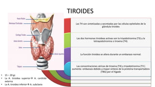 TIROIDES
Las TH son sintetizadas y secretadas por las células epiteliales de la
glándula tiroides
Las dos hormonas tiroideas activas son la triyodotironina (T3) y la
tetrayodotironina o tiroxina (T4).
La función tiroidea se altera durante un embarazo normal.
Las concentraciones séricas de tiroxina (T4) y triyodotironina (T3 )
aumenta embarazo debido a mayor síntesis de la proteína transportadora
(TBG) por el hígado
• 15 – 20 gr.
• La A. tiroidea superior A. carótida
externa
• La A. tiroidea inferior A. subclavia
 