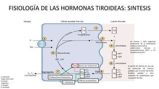 FISIOLOGÍA DE LAS HORMONAS TIROIDEAS: SINTESIS
Aa tirosina y H2O oxigenada
proveniente de la fosforilación
oxidativa mitocondrial
yodotirosinas inactivas 3-
monoyodotirosina (MIT) y 3,5
diyodotirosina (DIT)
X cad lat de alanina en una de
las moléculas de tirosina
yodada y por la unión del anillo
fenòlico yodado a otra
molécula de yodotirosina por
un puente de éter
2. Oxidación
Organ med unión
4 Usando
Organifica
5. Acoplan
6. Sometida
TSH
Efecto proteolítico
coloide acinar por endocitosis
Endosomas+lisosomas
E. hidroliticas
Segregadas
 