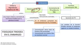 TBG: Globulina fijadora de tiroxina
RA- elevada concentración transitoria
Inhibe la
degradación
hepática de TBG
ESTROGENO
Aumenta
concentración TBG
Incremento de
TH unida a la
TBG
Disminución de TH
libre
Una mayor síntesis y secreción de
hormonas tiroideas por la
glándula tiroides
produce
En el embarazo aumentan las
concentraciones de T4 y T3 totales
consecuencia
Normales
Clínicamente eutiroidea
Los cambios de la función
tiroidea durante el embarazo
sugieren un estado tirotóxico
Secreción de TH
• Concentración sérica total de
tiroxina (T4) aumentada
• Concentración de tiroxina libre
se mantiene normal
FISIOLOGIA TIROIDEA
EN EL EMBARAZO
concentración
 