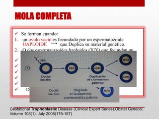  Se forman cuando:
1. un ovulo vacío es fecundado por un espermatozoide
HAPLOIDE que Duplica su material genético.
2. O dos espermatozoides haploides (X/Y) que fecundan un
ovulo vacio. En caso de Y/Y (aborto precoz)
 Estudios citogenéticos Cariotipo 46XX 90%
 Cariotipo 46xy 10%
 Los cromosomas Molares son de origen PATERNO
 Mecanismos:
 Haploidia diandrica
 Dispermia Diandrica.
Gestational Trophoblastic Disease (Clinical Expert Series).Obstet Gynecol,
Volume 108(1). July 2006(176-187)
MOLA COMPLETA
 