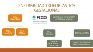 ENFERMEDAD TROFOBLASTICA
GESTACIONAL
MOLA
HIDATIFORME
ENFERMEDAD TROFOBLASTICA
GESTACIONAL MALIGNA
MOLA
PARCIAL
MOLA
COMPLETA
TUMOR TROFOBLASTICO
DEL SITIO PLACENTARIO
TUMOR
TROFOBLASTICO
EPITELOIDE
CORIOCARCINOMA
MOLA
INVASIVA
 