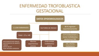 1|1200 EMBARAZOS FACTORES DE RIESGO
80 % regresan
espontaneamente
15 % evolucionan a
tumor trofoblastico
gestacional NM
5% a forma
metastasica
Edad < 15 y >40
Abortos
espontaneos
previos
Enfermedad
trofoblastica
previa
DATOS EPIDEMIOLOGICOS
ENFERMEDAD TROFOBLASTICA
GESTACIONAL
ANTICONCEPTIVOS ORALES
ANTECEDENTES DE ABORTO
TABACO
DEFICIT DE VIT
EDAD PATERNA AVANZADA
 