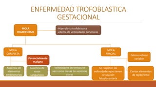 MOLA
PARCIAL
MOLA
COMPLETA
ENFERMEDAD TROFOBLASTICA
GESTACIONAL
MOLA
HIDATIFORME
-Hiperplasia trofoblastica
-edema de vellosidades corionicas
Vellosidades corionicas se
ven como masas de vesículas
claras
Ausencia de
elementos
embrionarios
Ausencia de
vasos
sanguíneos
Potencialmente
maligno
Edema velloso
variable
Ciertos elementos
de tejido feltal
Se respetan las
vellosidades que tienen
circulación
fetoplacentaria
 
