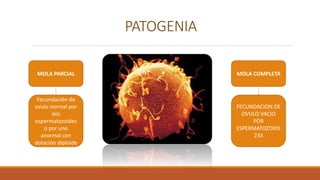 PATOGENIA
MOLA PARCIAL MOLA COMPLETA
Fecundación de
ovulo normal por
dos
espermatozoides
o por uno
anormal con
dotación diploide
FECUNDACION DE
OVULO VACIO
POR
ESPERMATOZOIDE
23X
 