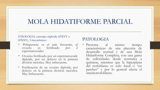 MOLA HIDATIFORME PARCIAL
ETIOLOGIA: cariotipo triploide (69XYY o
69XXY), 3 mecanismos:
• Polispermia: es el más frecuente, el
ovocito es fertilizado por 2
espermatozoides
• Ovocito fertilizado por un espermatozoide
diploide, por un defecto en la primera
división meiotica. Muy infrecuente.
• Fertilización de un ovocito diploide, por
defecto en la primera división meiotica.
Muy Infrecuente.
PATOLOGIA
• Presenta al mismo tiempo
características de una placenta de
desarrollo normal y de una Mola
Hidatiforme Completa, con una gama
de vellosidades desde normales a
quísticas, mientras que la hiperplasia
del trofoblasto es solo focal o “en
parches” y por lo general afecta el
sincitiotrofoblasto.
 