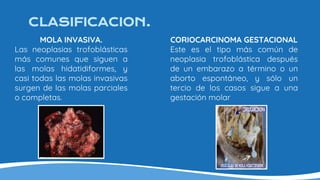 CLASIFICACION.
MOLA INVASIVA.
Las neoplasias trofoblásticas
más comunes que siguen a
las molas hidatidiformes, y
casi todas las molas invasivas
surgen de las molas parciales
o completas.
CORIOCARCINOMA GESTACIONAL
Este es el tipo más común de
neoplasia trofoblástica después
de un embarazo a término o un
aborto espontáneo, y sólo un
tercio de los casos sigue a una
gestación molar
 