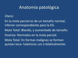 Anatomía patológica
Útero:
En la mola parcial es de un tamaño normal,
inferior correspondiente para la EG.
Mola Total: Blando, y aumentado de tamaño.
Ovarios: Normales en la mola parcial.
Mola Total: En formas malignas se forman
quistes teca- luteínicos uni o bilatiralmente.
 